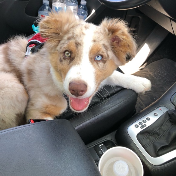 Meet your Posher, C - Picture 1 of 1